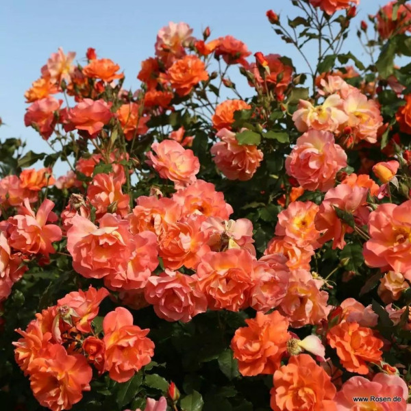 WESTERLAND® WESTERLAND®